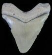 Serrated,  Bone Valley Megalodon Tooth #62132-1